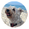 Healthy dog fed with natural raw dog food